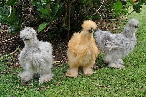 Gà Silkie là giống gà có vẻ bề ngoài vô cùng kỳ quái, có da màu đen, xương màu đen, chân có 5 ngón thay vì 4 ngón như các giống gà khác.Gà Silkie có 2 lọai: Bearded (có lông chùm kín đầu) và Non-Bearded (không có lông chùm kín đầu). Gà ác của Việt Nam là gà lai của nhóm Non-Bearded.